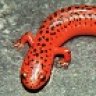 salamandra17