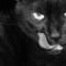 blackkat077