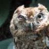 LucklyOwl